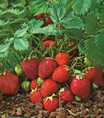 Jahoda Polka - Fragaria ananassa - voľnokorenné sadenice jahôd - 3 ks