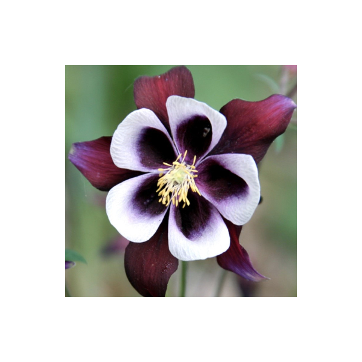 Orlíček William Guiness - Aquilegia - voľnokorenné sadenice orlíčka - 1 ks
