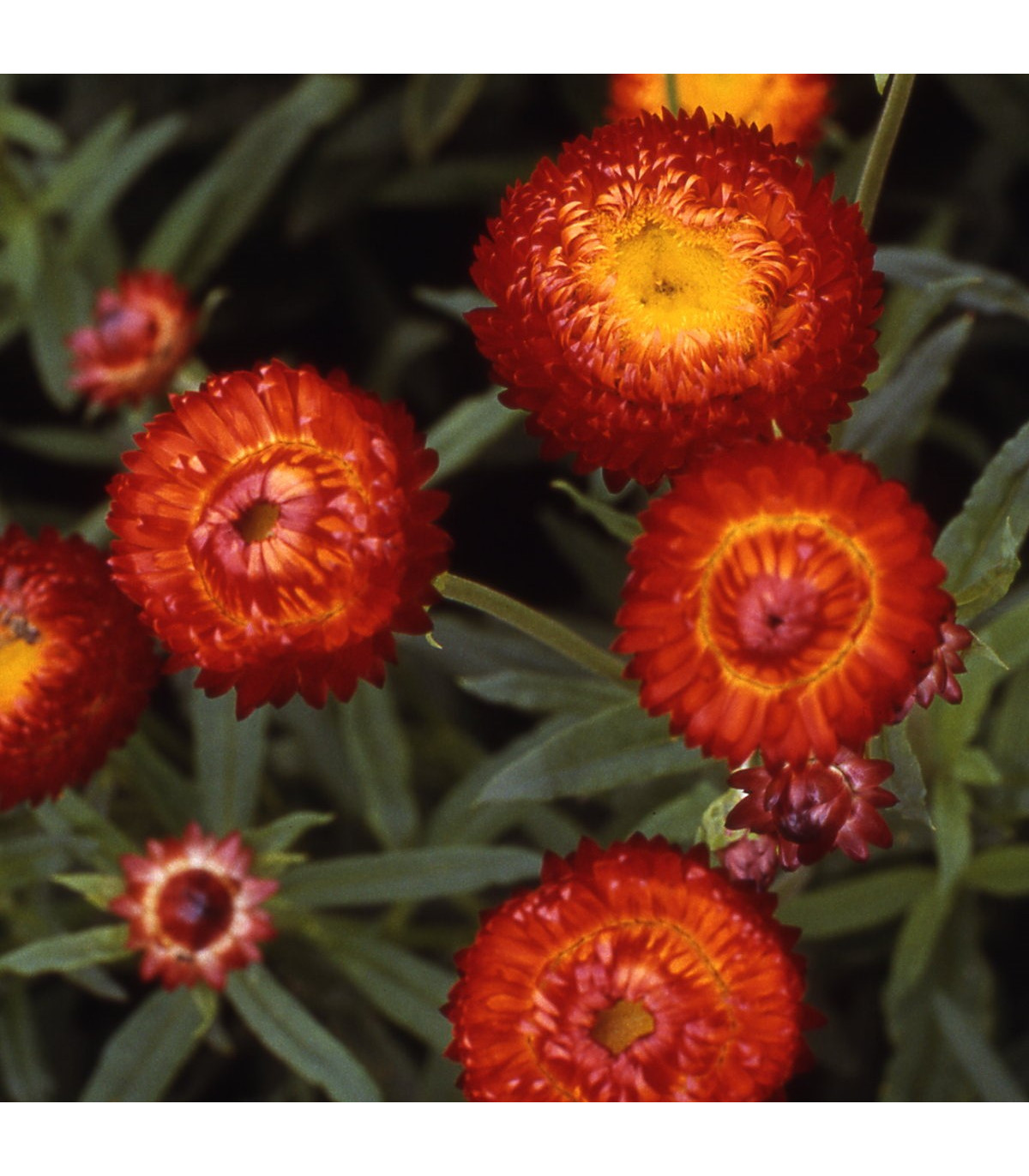 Slamienka Scarlet - Helichrysum bracteatum - semená slamienky - 500 ks
