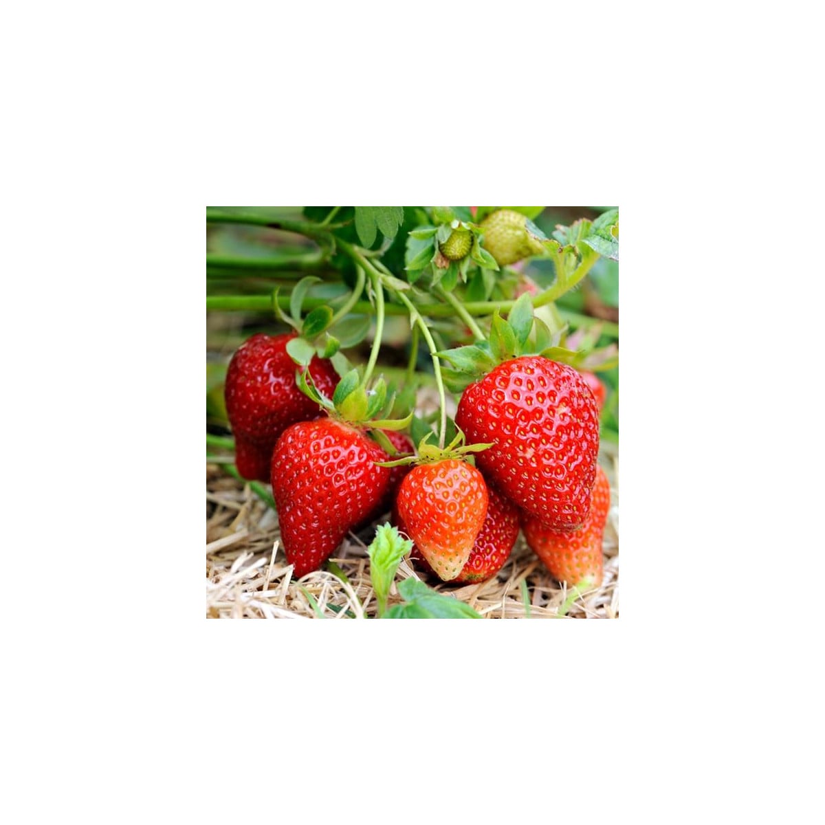 Jahoda Elsanta - Fragaria ananassa - voľnokorenné sadenice jahôd - 5 ks