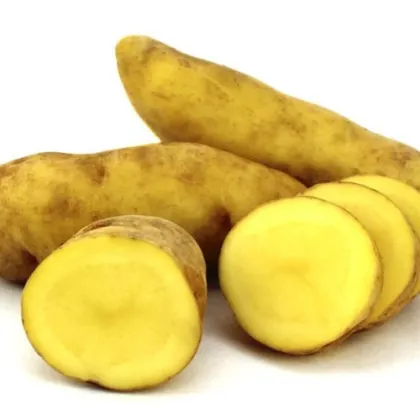 Sadbové zemiaky Ratte - Solanum tuberosum - 5 ks
