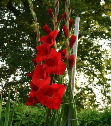 Mečík červený - Gladiolus Hunting song - gladioly - cibuľoviny - 3 ks