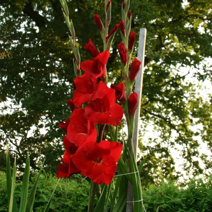 Gladiola červená - Gladiolus Hunting song - hľuzy gladioly - 3 ks
