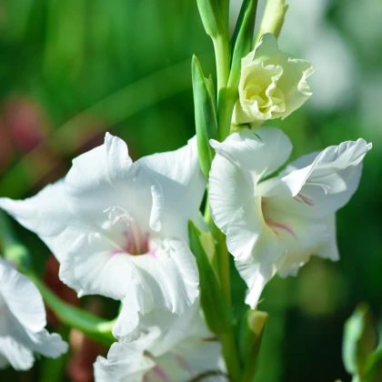 Gladiola biela - Gladiolus White Prosperity - gladioly - hľuzy gladioly - 3 ks