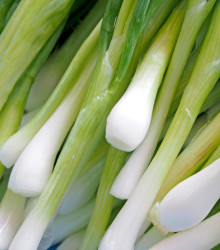 Cibuľa jarná Tokyo - Allium cepa - semená - 450 ks