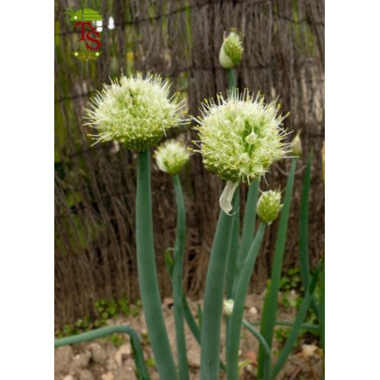 Cibuľa zimná - Allium fistulosum L. - semená cibule - 1 gr