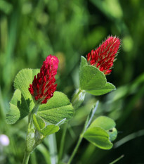 Zelené hnojenie - Ďatelina inkarnát - semená - 75 g
