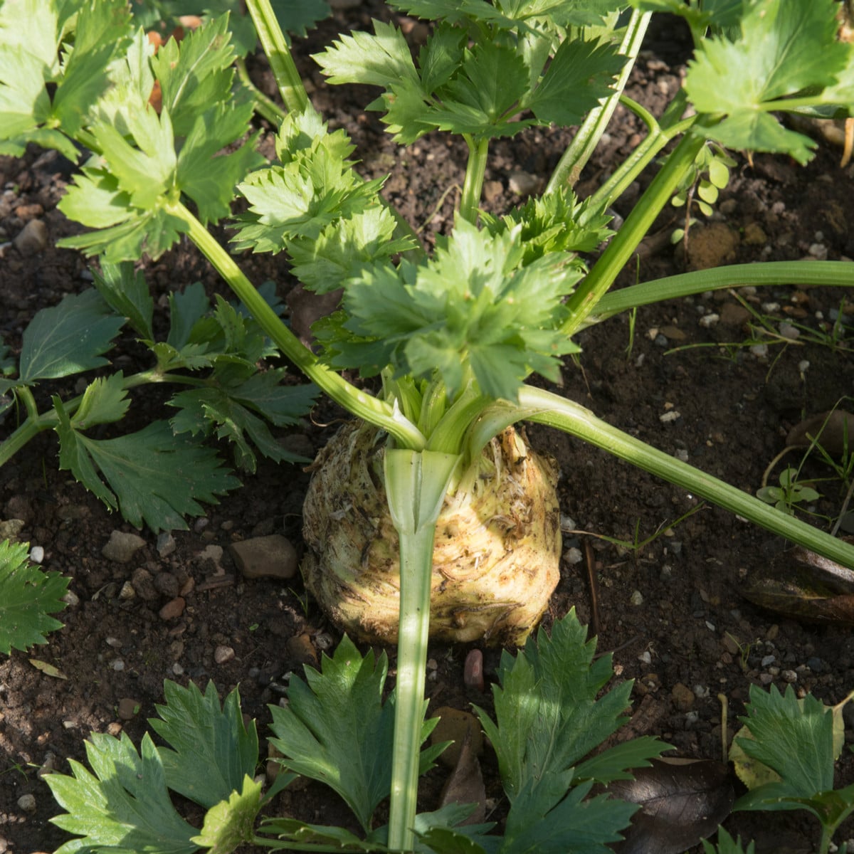 Zeler buľvový Maxim - Apium graveolens - semená -300 ks