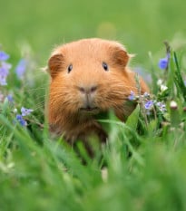 Tráva pre morčatá - semená Kiepenkerl - 1 ks