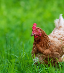 Tráva pre sliepky - semená Kiepenkerl - 25 g