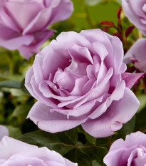 Ruža veľkokvetá pnúca fialová - Rosa -  voľnokorenné sadenice ruží  - 1 ks