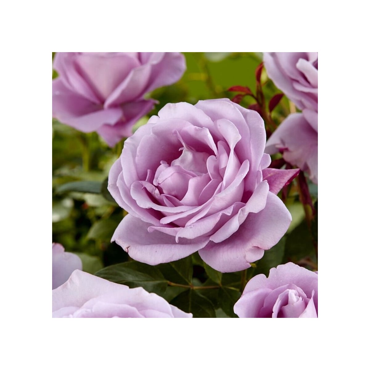 Ruža veľkokvetá pnúca fialová - Rosa -  voľnokorenné sadenice ruží  - 1 ks