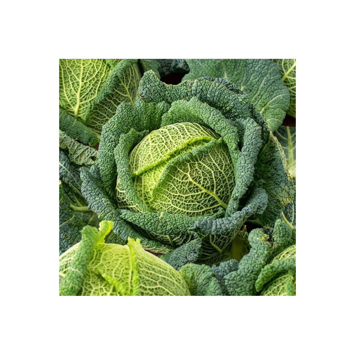 Kel hlávkový Blistra F1 - Brassica oleracea - semená kelu - 35 ks