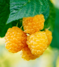 Maliník žltý - Rubus idaeus - jednoducho korenené sadenice maliníka - 1 ks