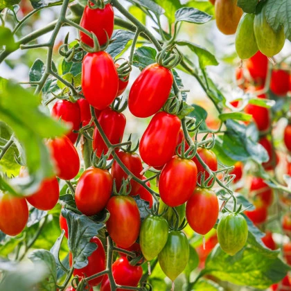Paradajka Roma - Solanum lycopersicum - semená paradajky - 35 ks