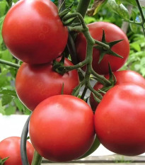 Paradajka Harzfeuer - Solanum lycopersicum - semená paradajky - 6 ks
