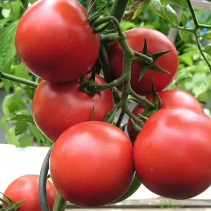Paradajka Harzfeuer - Solanum lycopersicum - semená paradajky - 6 ks