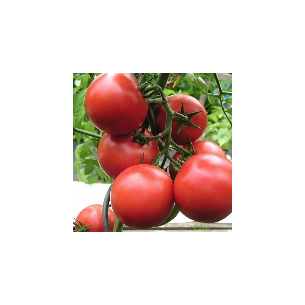 Paradajka Harzfeuer - Solanum lycopersicum - semená paradajky - 6 ks
