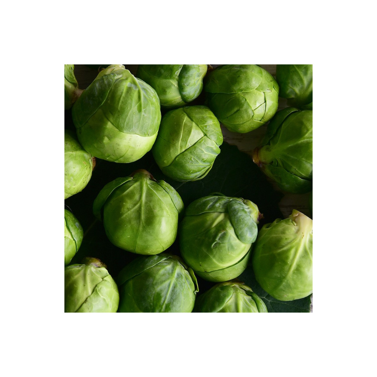 BIO Kel ružičkový Nautic F1 - Brassica oleracea - semená kelu - 20 ks