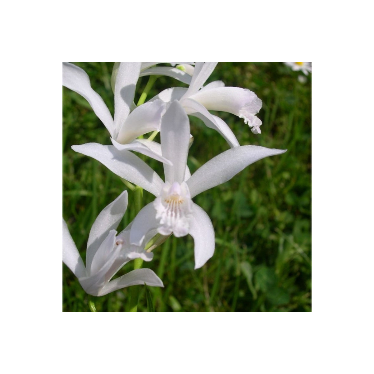 Orchidea vzpriamená biela - Bletilla striata albumu - hľuzy orchidey - 1 ks