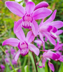 Orchidea vzpriamená ružová - Bletilla striata pink - hľuzy orchidey - 1 ks