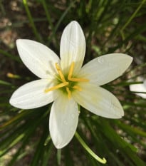 Dažďová ľalia biela - Zephyrantes candida - cibuľa ľalia - 3 ks