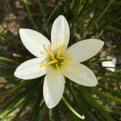 Dažďová ľalia biela - Zephyrantes candida - cibuľa ľalia - 3 ks