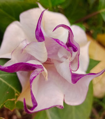 Durman metelový Ballerina - Datura metel - semená durmanu - 5 ks