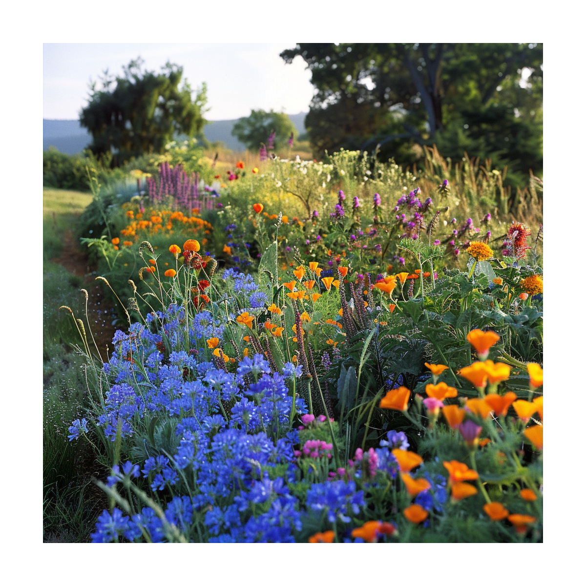 Kvetinová lúka z jednoročných kvetín - Planta Naturalis - osivo lúčnych kvetov - 10 g