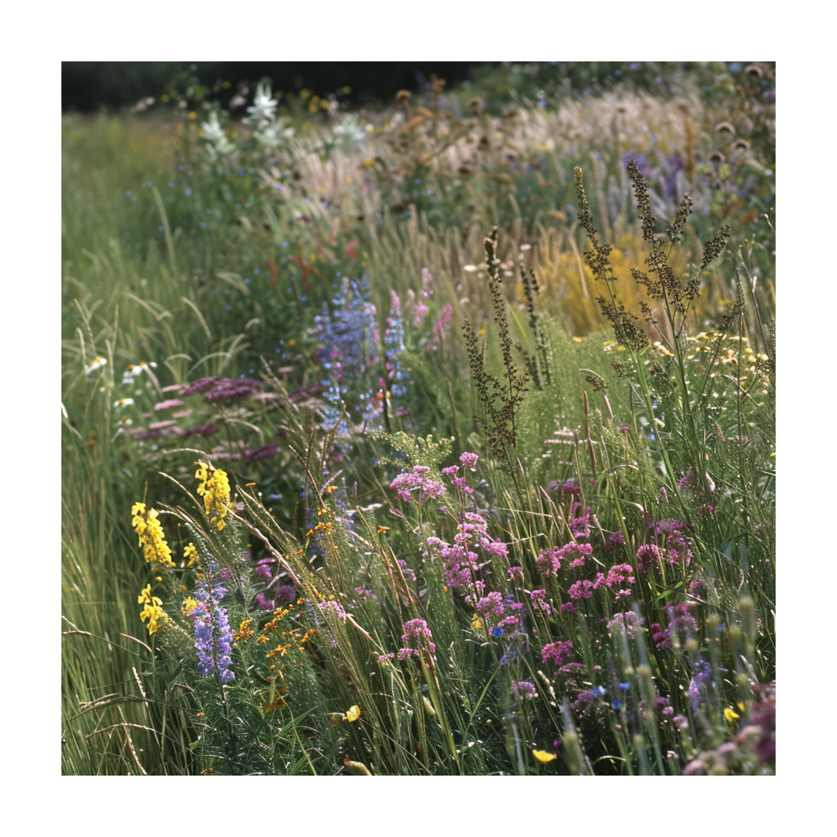 Modrá kvetinová lúka zvončeková - Planta Naturalis - osivo lúčnych kvetov - 10 g
