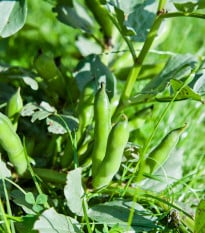 Bôb záhradný - Vicia faba - semená bôbu - 15 ks