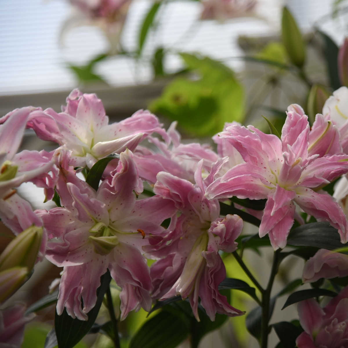 Ľalia Lotus Elegance - Lílium - cibuľa ľalia - 1 ks