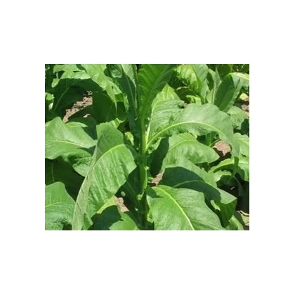 Tabak Hnedý List - Nicotiana tabacum - semená tabaku - 25 ks