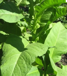 Tabak Green wood - Nicotiana tabacum - semená tabaku - 25 ks
