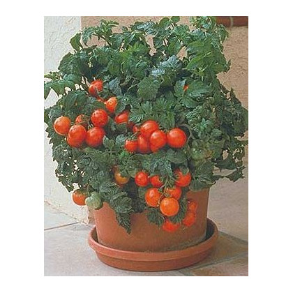 Paradajka Patio - predaj semien paradajok - 6 ks