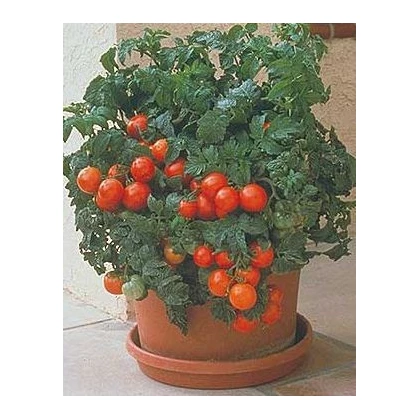 Paradajka Patio - Solanum lycopersicum - semená paradajky - 6 ks