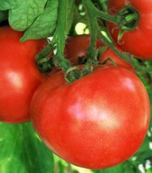 Paradajka ranný zázrak - semená paradajok - 6 ks