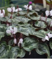 Cyklamén biely - Cyclamen coum album - hľuzy cyklámena - 1 ks