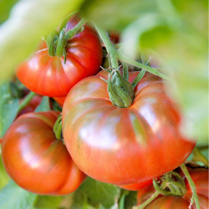 Paradajka Copia - semená paradajok - 7 ks