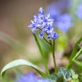 Scila dvojlistá modrá - Scilla bifolia blue - cibuľa scily - 3 ks