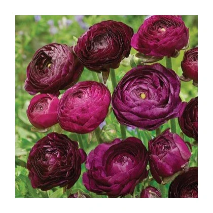 Iskerník plnokvetý Tomer Purple - Ranunculus asiaticus - hľuzy iskerníka - 3 ks