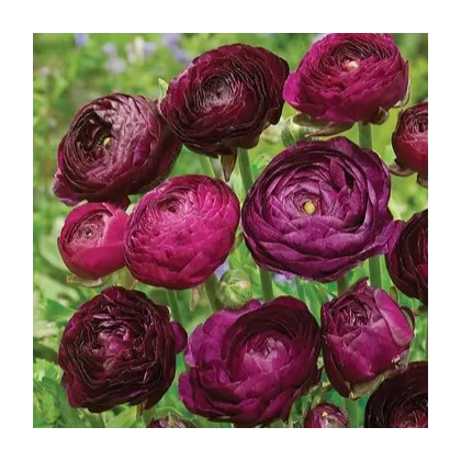 Iskerník plnokvetý Tomer Purple - Ranunculus asiaticus - hľuzy iskerníka - 3 ks