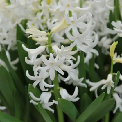 Hyacint mnohokvetý biely - Hyacinthus - cibuľa hyacintu - 1 ks