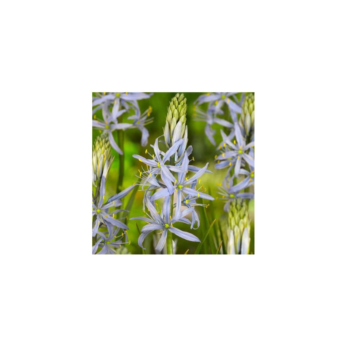 Ladoník bledomodrý - Camassia cusickii - cibuľa scily - 2 ks