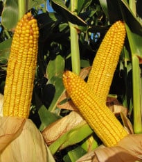 Kukurica cukrová Snowbaby - Zea Mays - semená kukurice - 16 ks