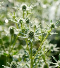 Kotúč biely White glitter - Eryngium planum - semená kotúča - 10 ks