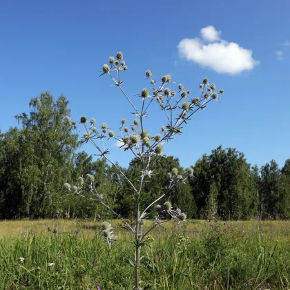 Kotúč biely White glitter - Eryngium planum - semená kotúča - 10 ks