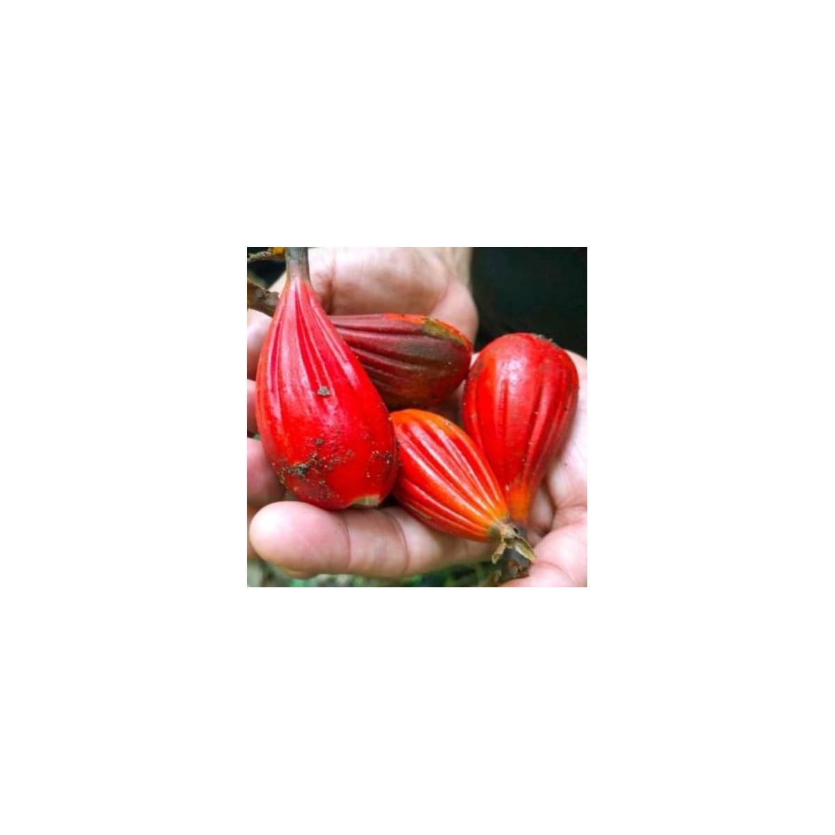 Aframom Ryhovaný - Aframomum sulcatum - semená aframómu - 5 ks