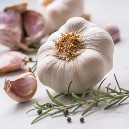 Sadbový cesnak Slavin II - Allium sativum - paličiak - 1 balenie