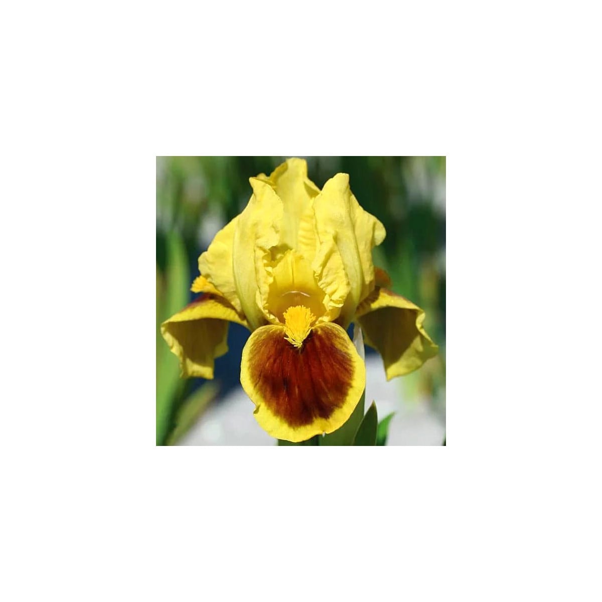 Kosatec Ritz - Iris pumila - hľuzy kosatca - 1 ks